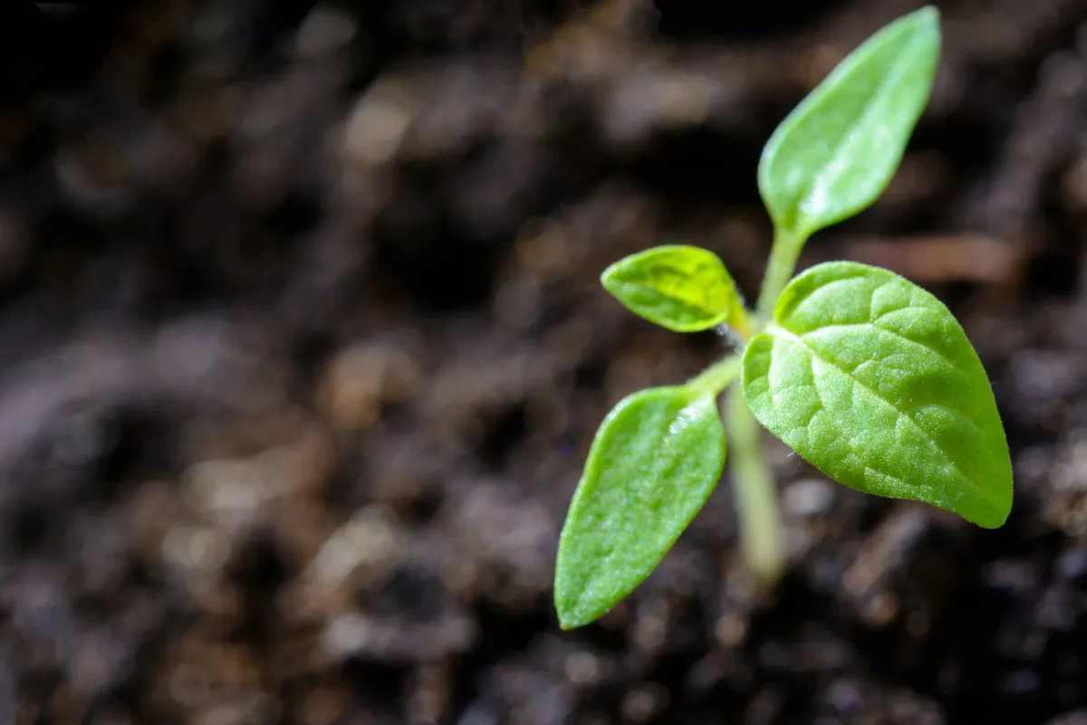 Young green seedling growing out of dark soil