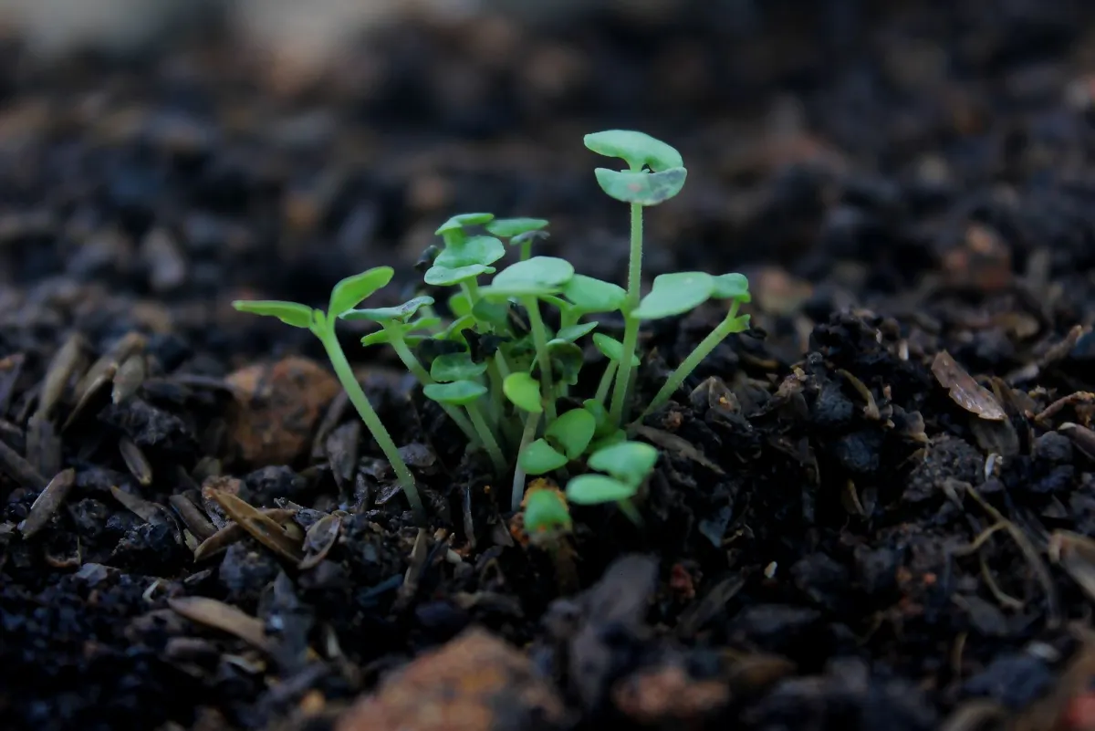 Young green seedlings sprouting from dark soil