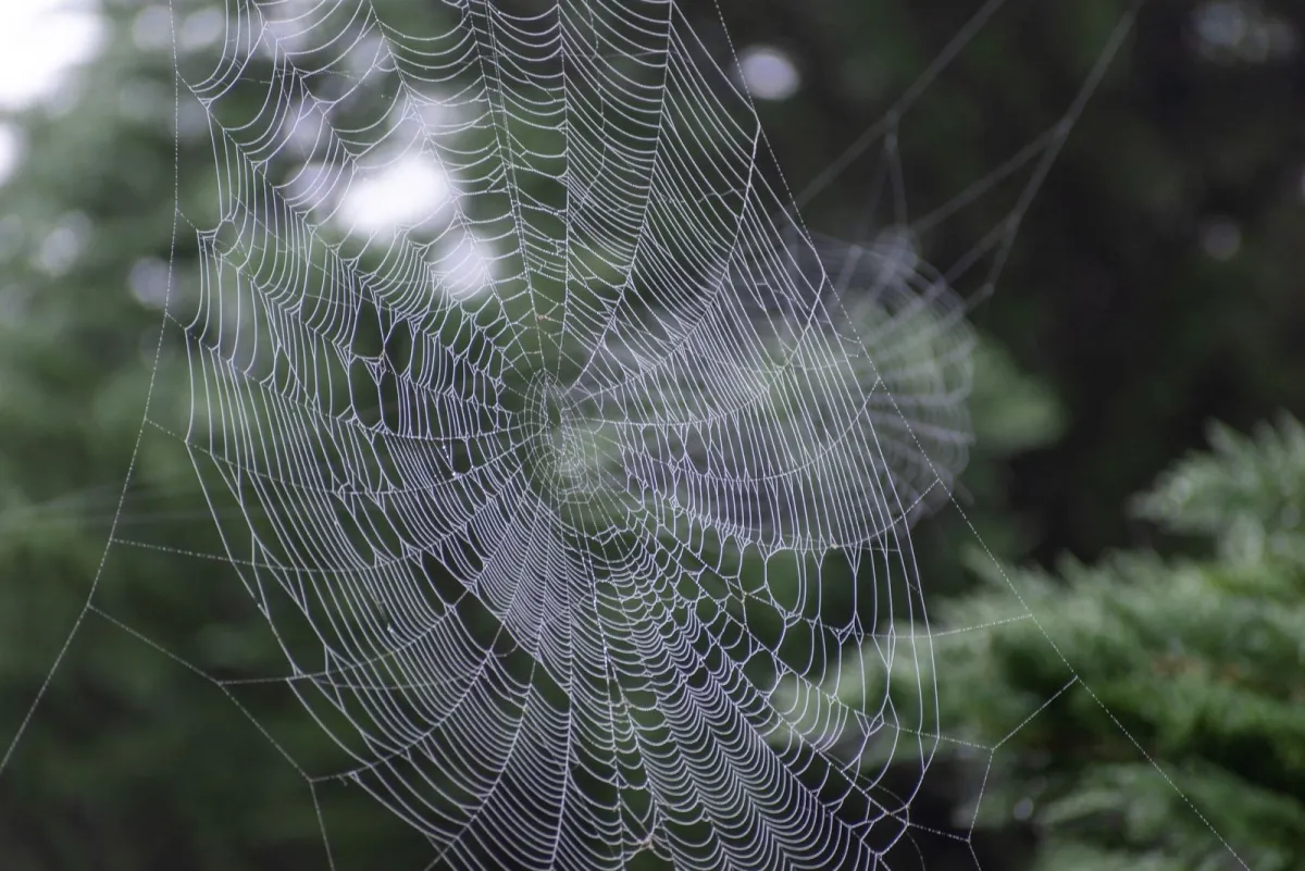 Spider web covered in morning dew, a visual for how crawlers move through a website