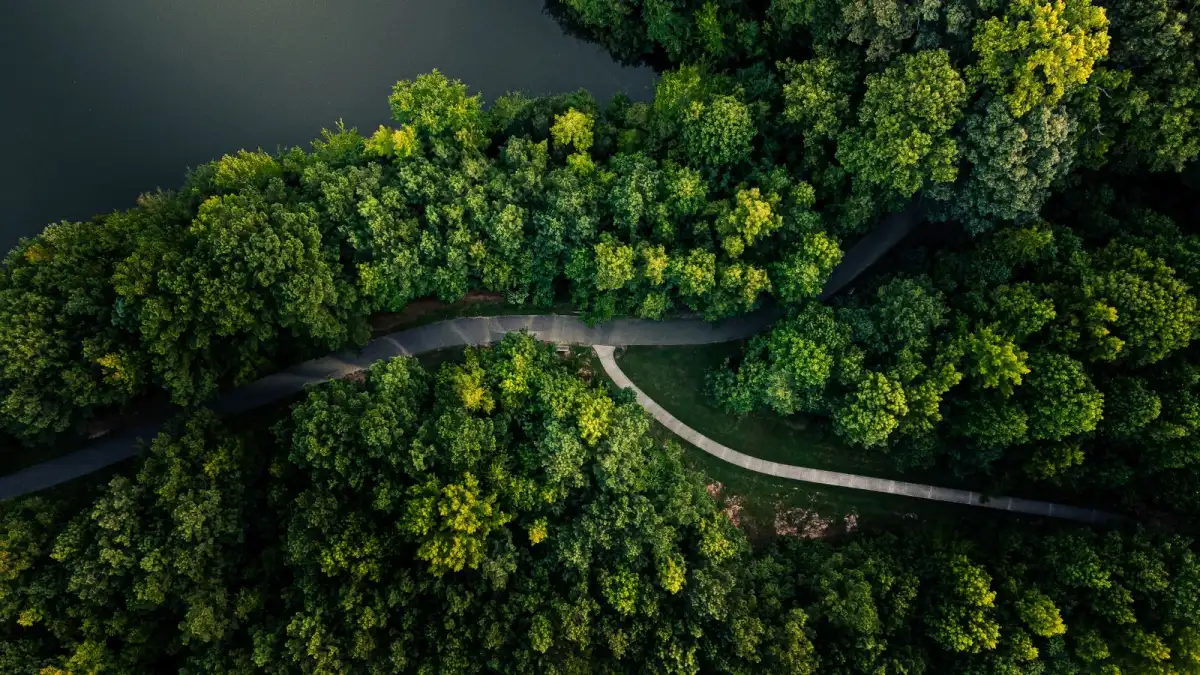 Luchtfoto van een voetpad dat door een dicht groen bos slingert