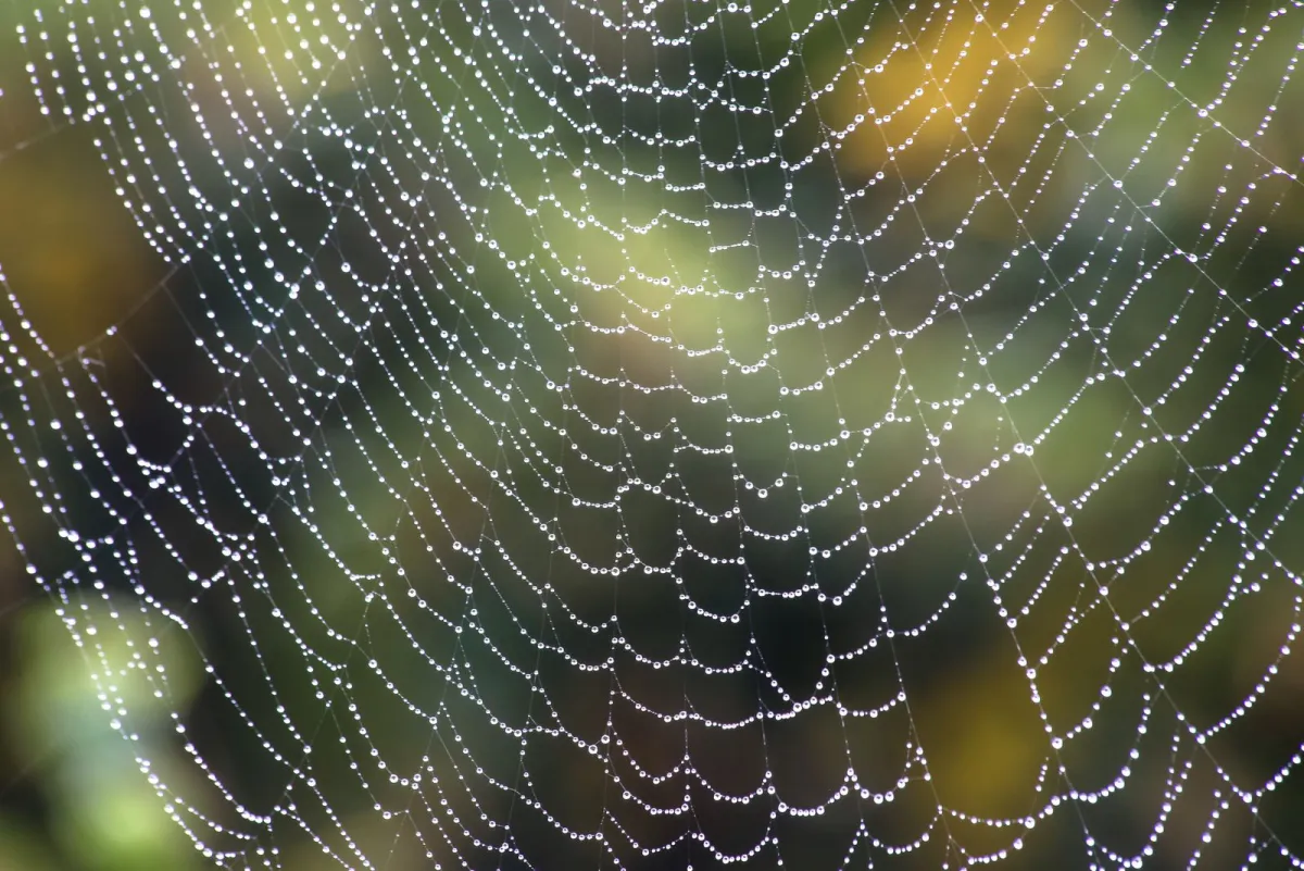 Spider web covered with dew drops, a visual for the crawlers that explore the web