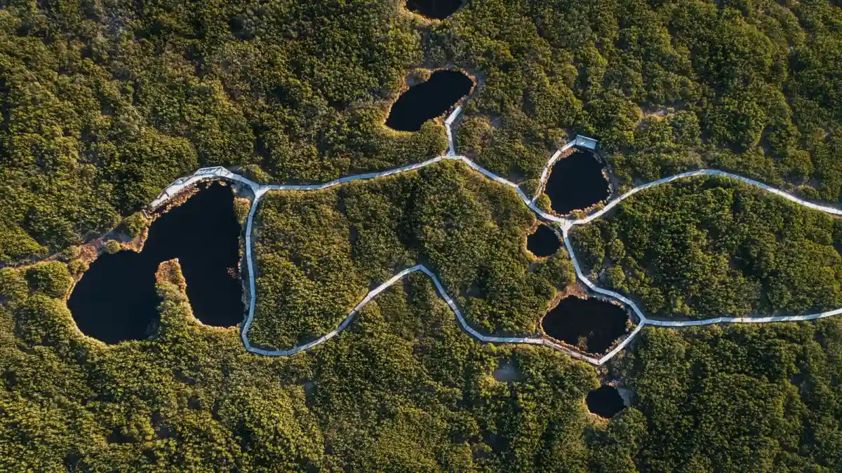 Aerial view of paths linking small ponds across a green forest