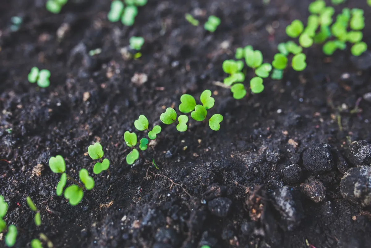 Rows of small green sprouts emerging from dark soil