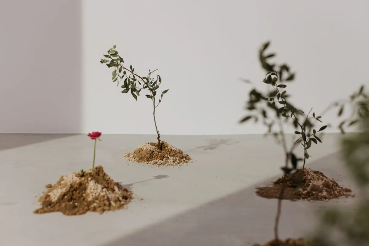 Three young plants of increasing size planted on small mounds of soil