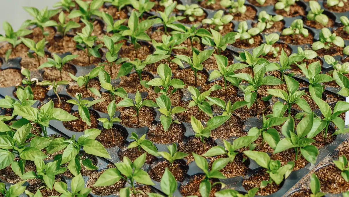 Young green seedlings growing in nursery trays in the sun